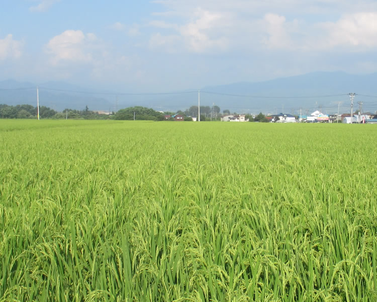 慶徳玉ねぎ普及の会は、地元、喜多方市慶徳町の農家を中心に発足しました。